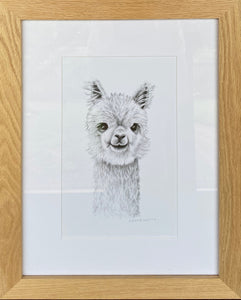 Framed original drawing "Baby Alpaca"