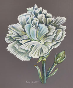 "Albert's Carnation"