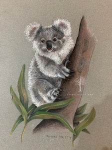 "Young Koala"