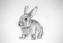 Load image into Gallery viewer, Framed original drawing &quot;Baby Rabbit&quot;